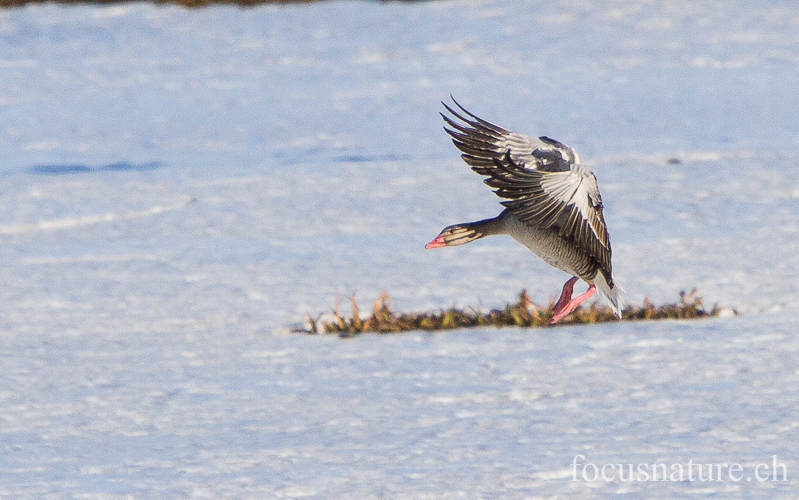 Oie cendree 7397.jpg - Oie cendrée,Anser anser,Greylag Goose (Hornborgasjön, Suède, avril 2013)